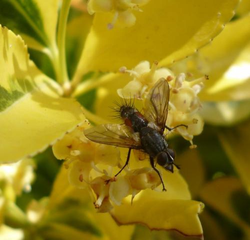 Réf. 196 568 : Eriothrix rufomaculata